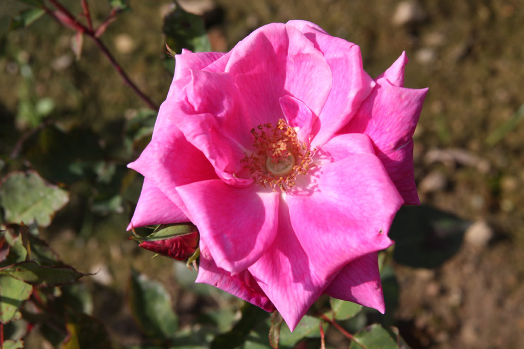 růže Edward Mawley