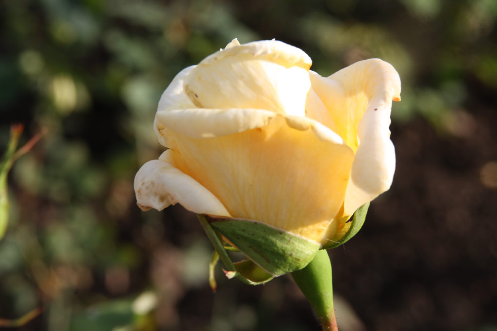 růže Elektra (Radke)