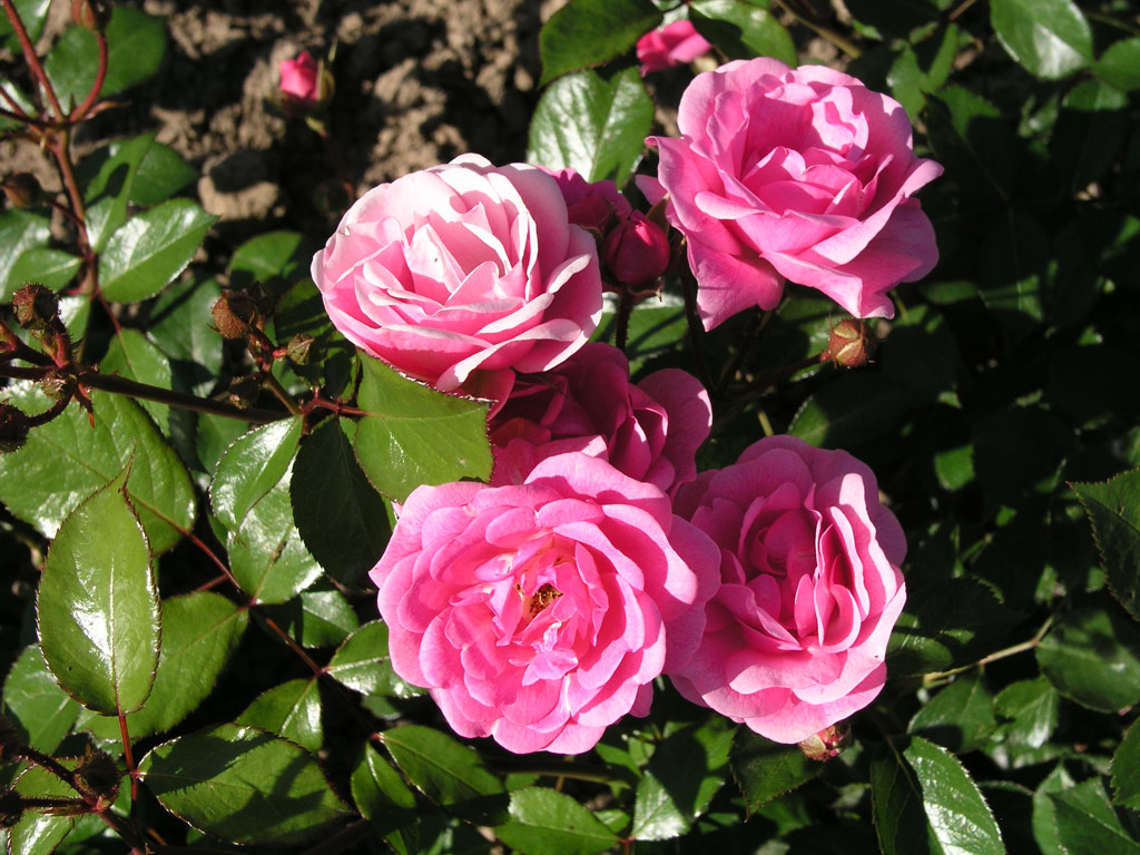 růže Elizabeth Hassefras