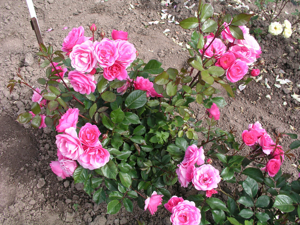 růže Elizabeth Hassefras