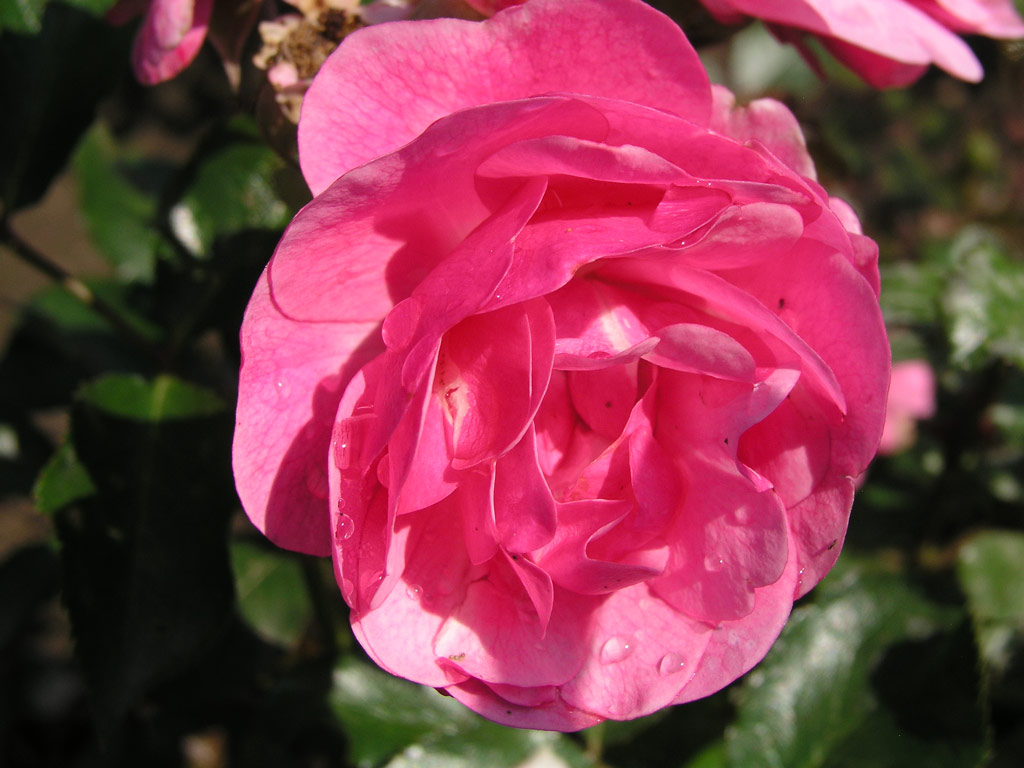 růže Elizabeth Hassefras