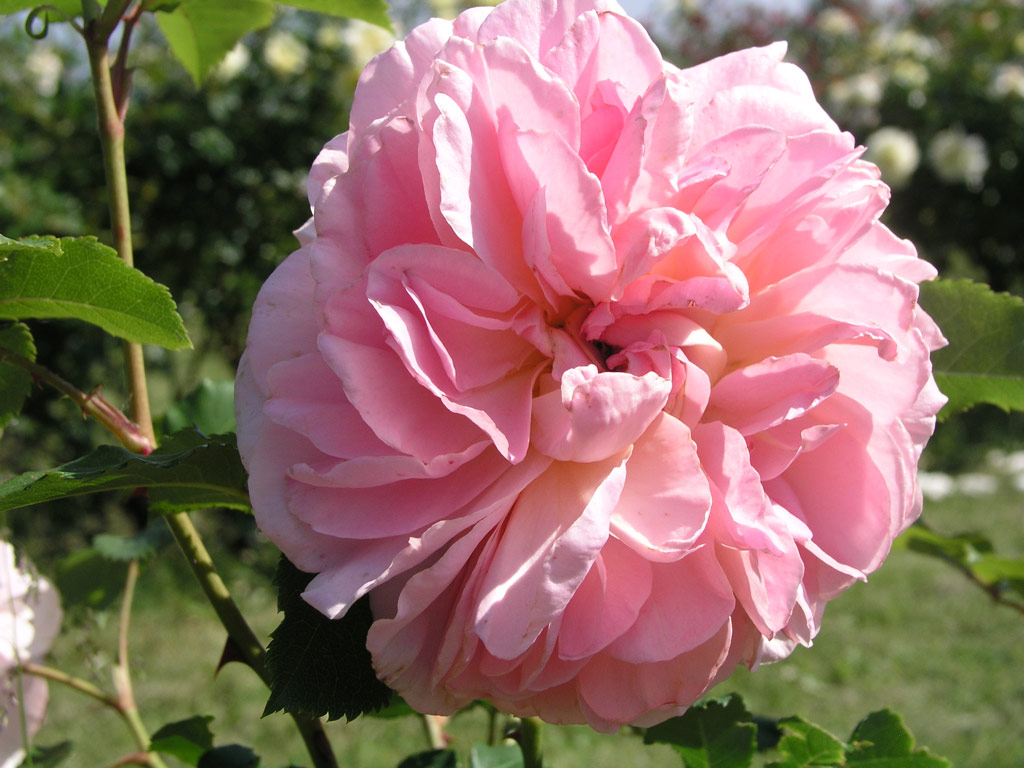 růže Emanuel (1985)