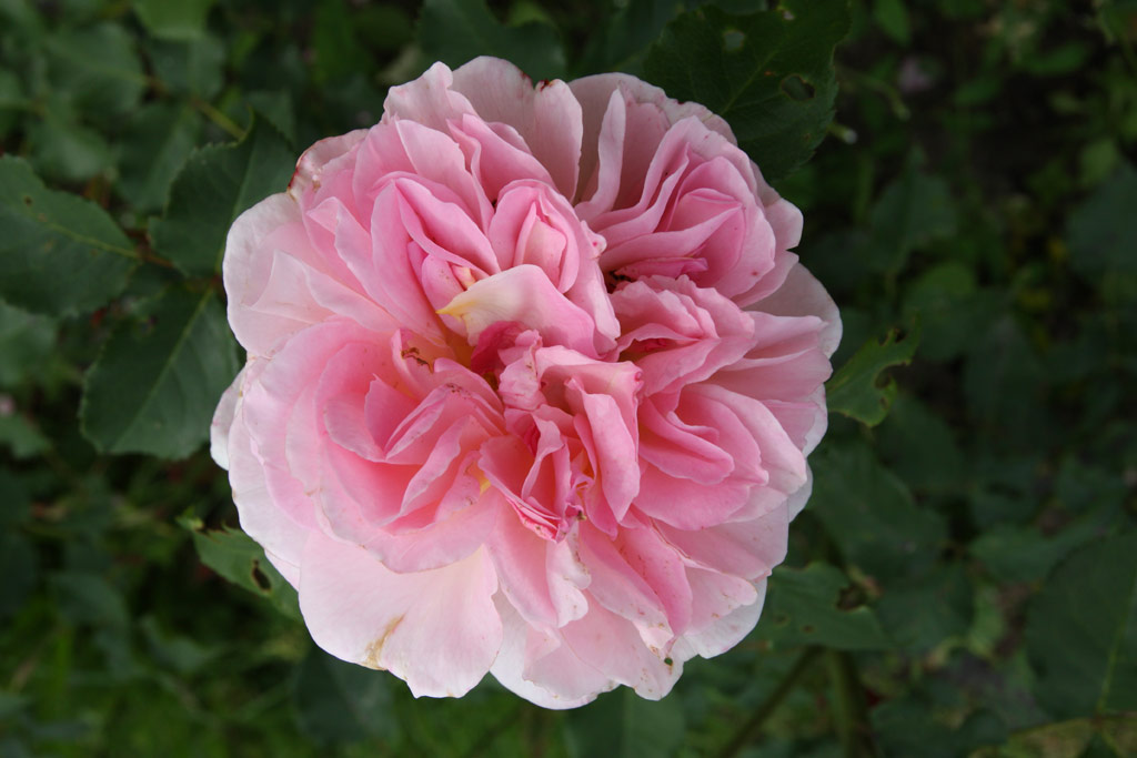 růže Emanuel (1985)