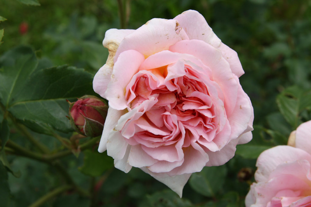 růže Emanuel (1985)