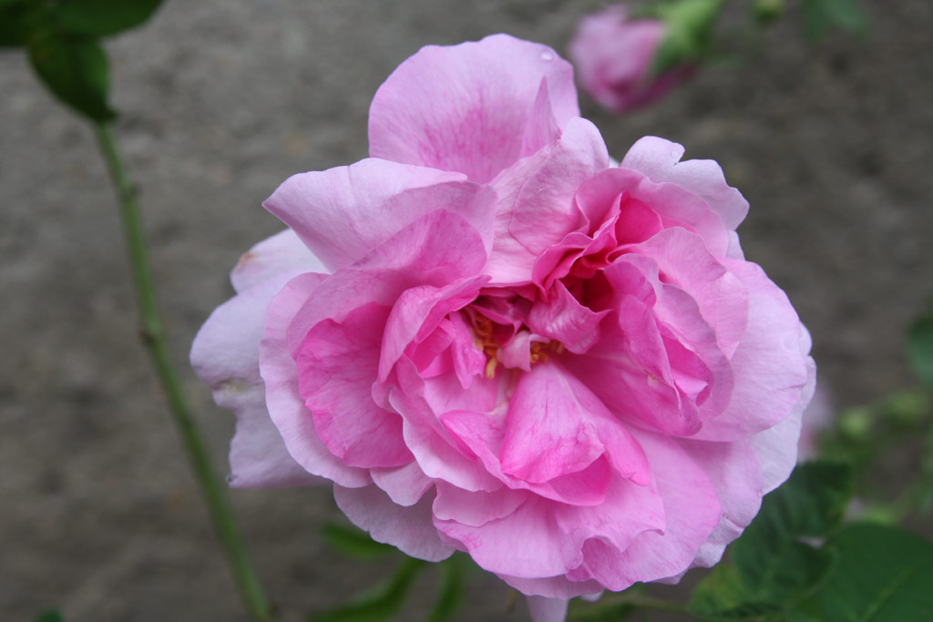 růže Empress Josephine