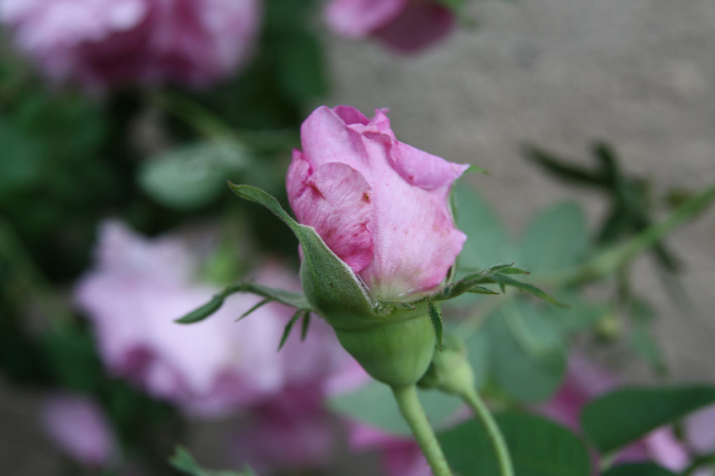 růže Empress Josephine