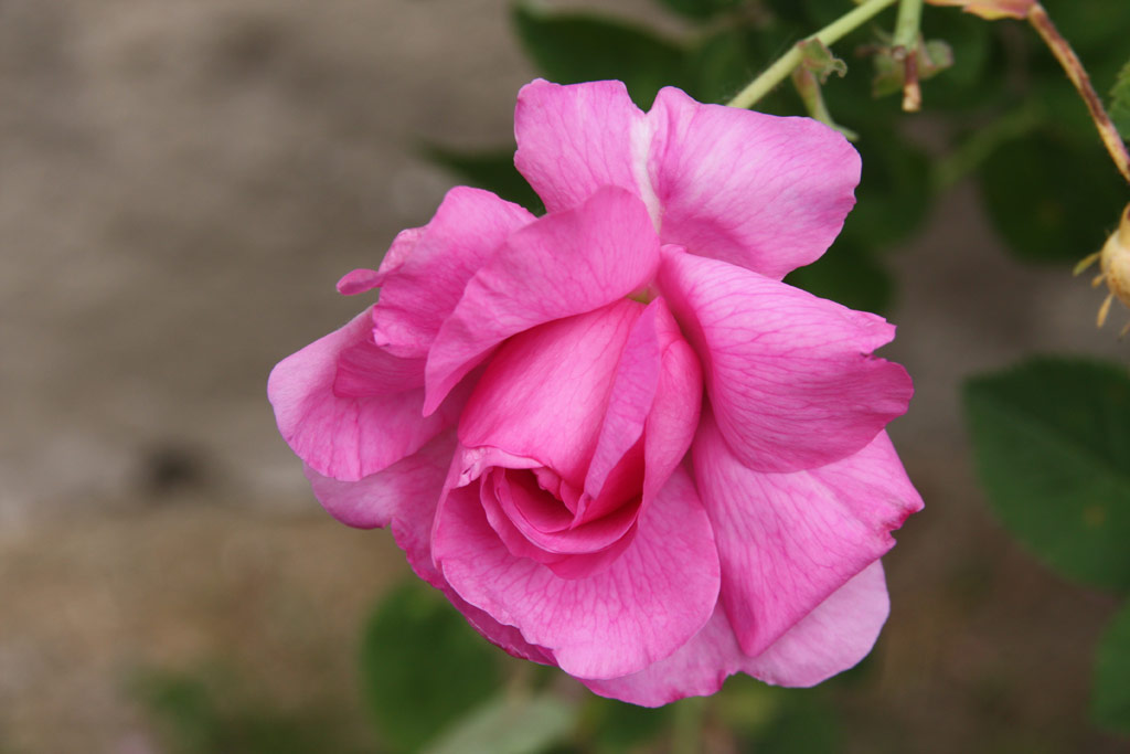 růže Empress Josephine