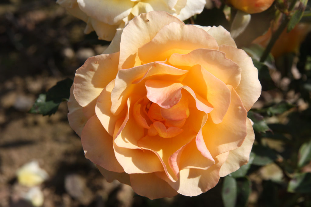 růže Ena Harkness (Kunratice)