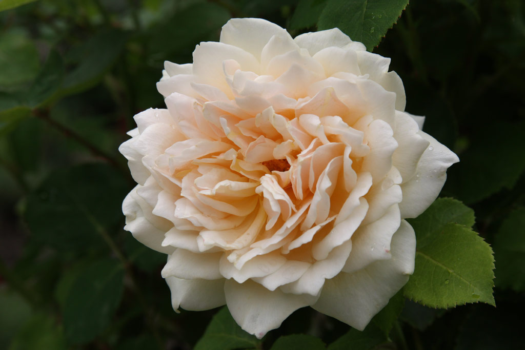 růže English Garden