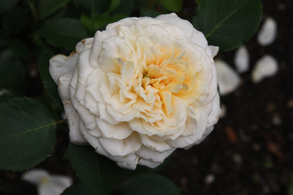 růže English Garden