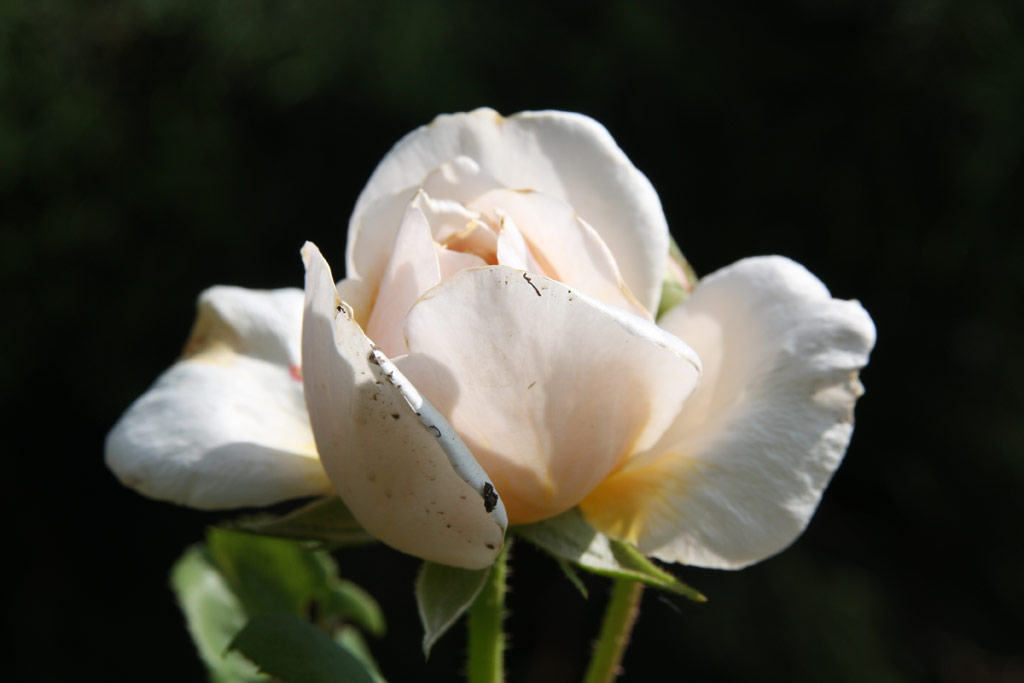 růže English Garden