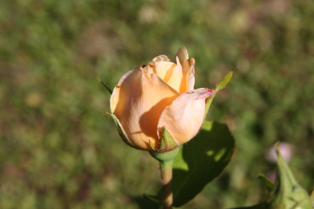 růže English Garden