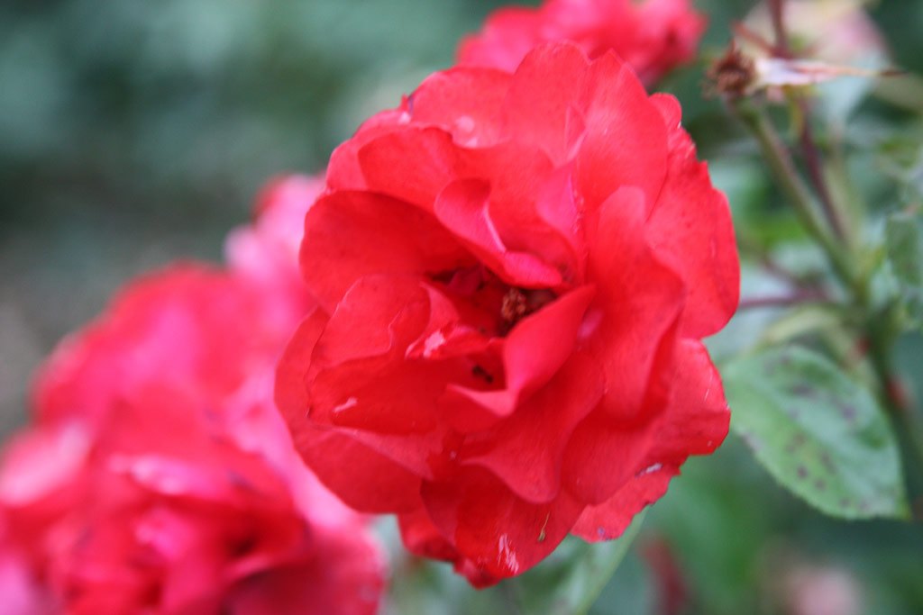 růže Entz Ferenc Emlke