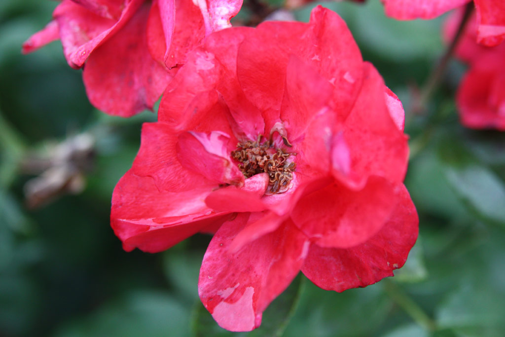 růže Entz Ferenc Emlke