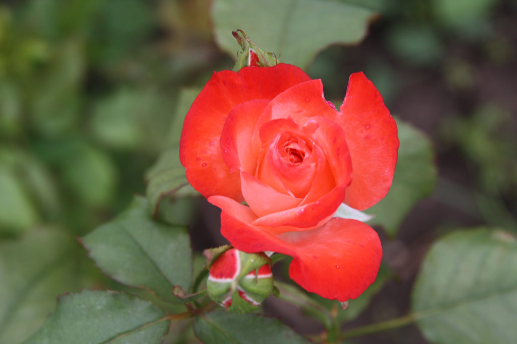 růže Etvs Jzsef Emlke