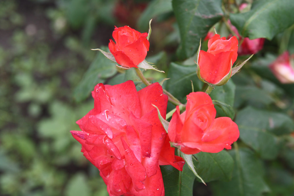 růže Etvs Jzsef Emlke