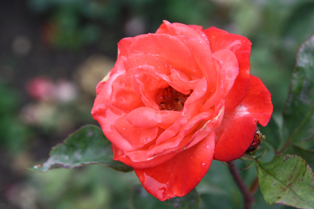 růže Etvs Jzsef Emlke