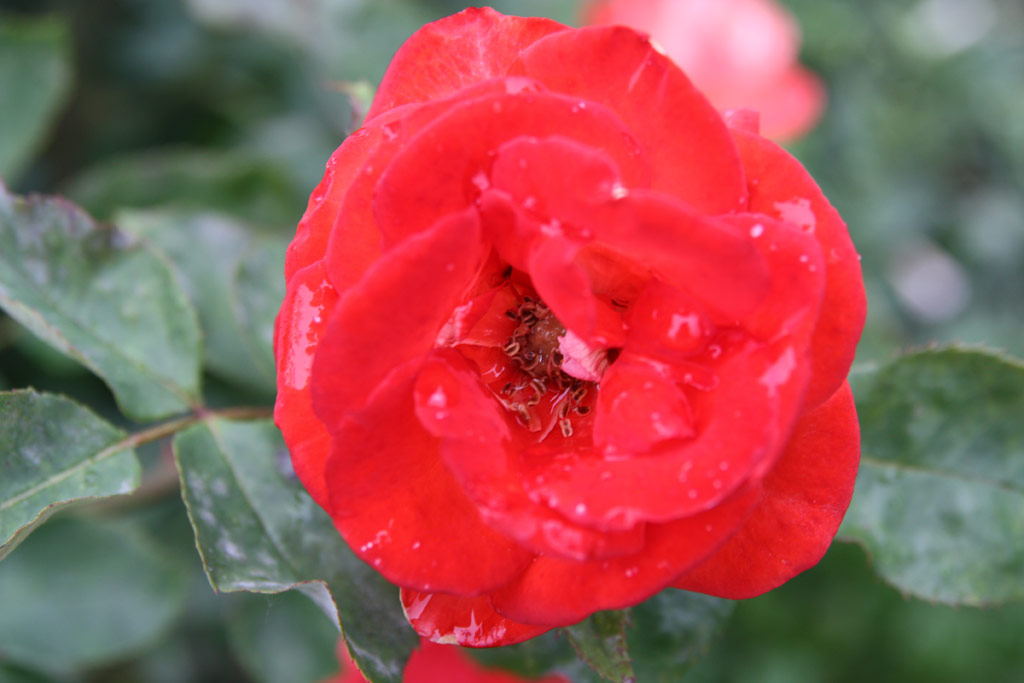 růže Etvs Jzsef Emlke