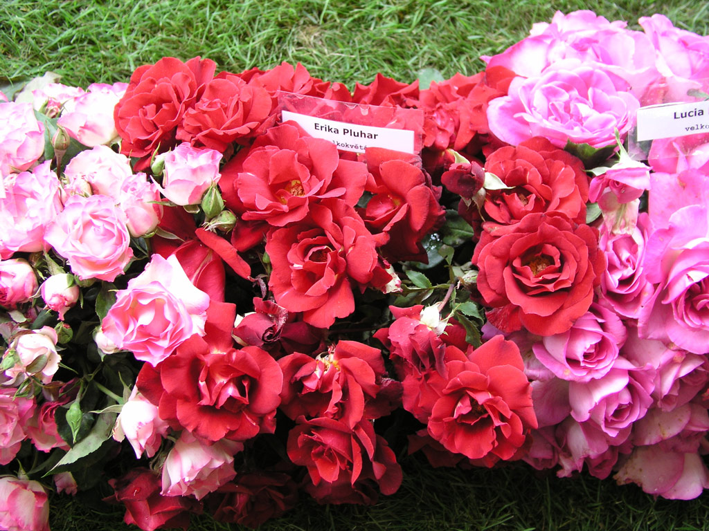 růže Erika Pluhar