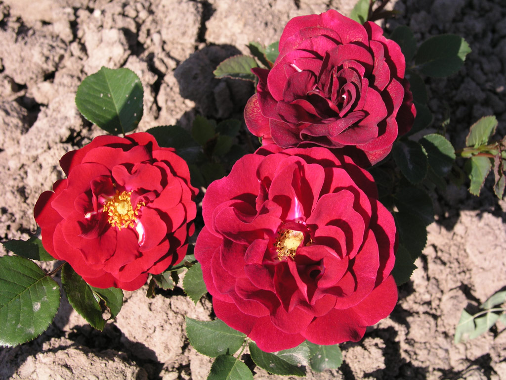 růže Erna Grootendorst