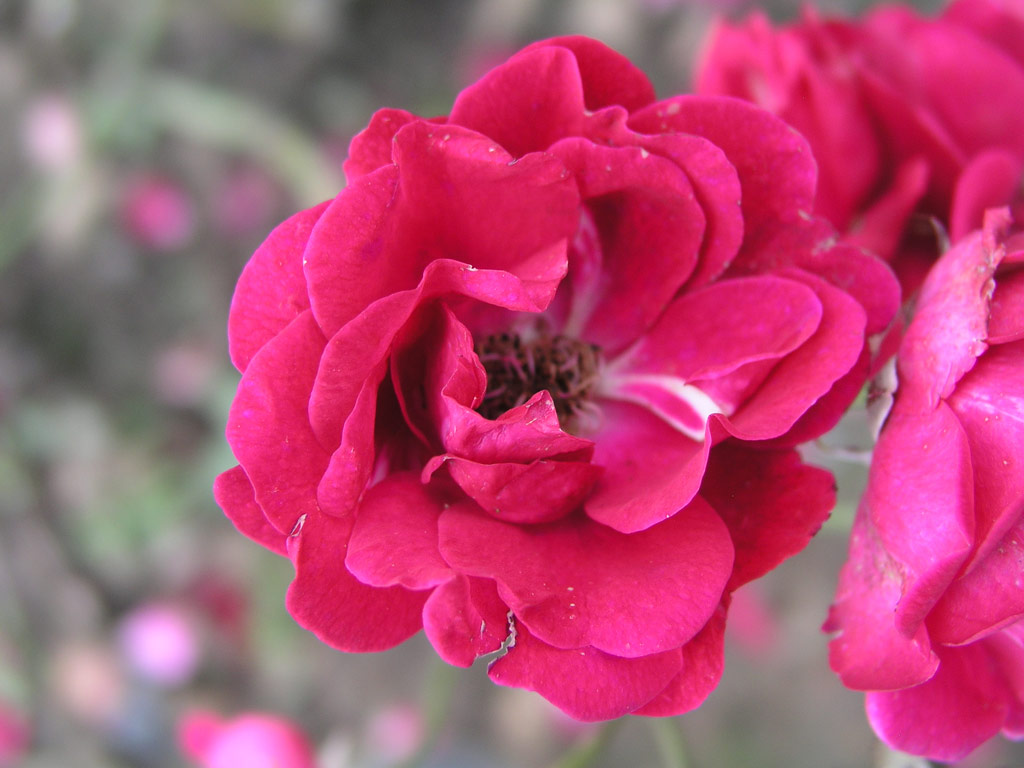 růže Erna Grootendorst