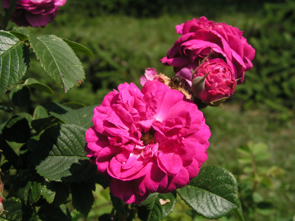 růže Ernst G. Drell