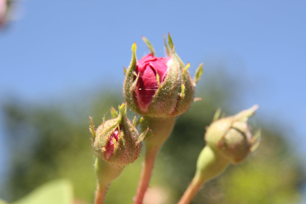 růže Ernst G. Drell