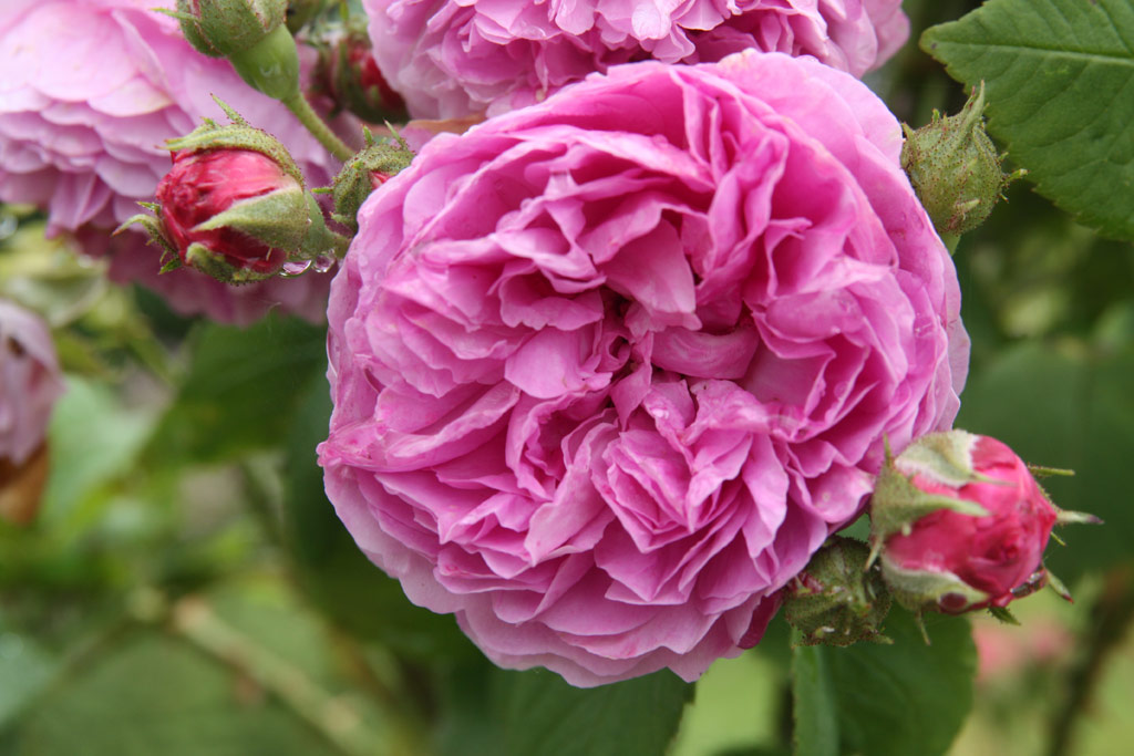 růže Ernst G. Drell