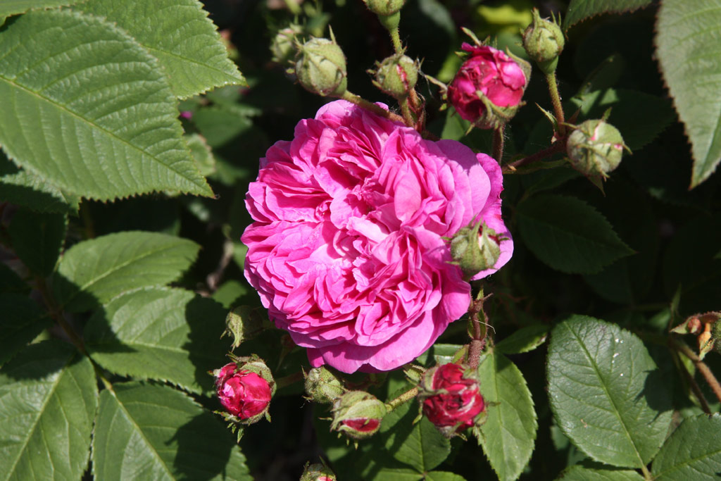 růže Ernst G. Drell