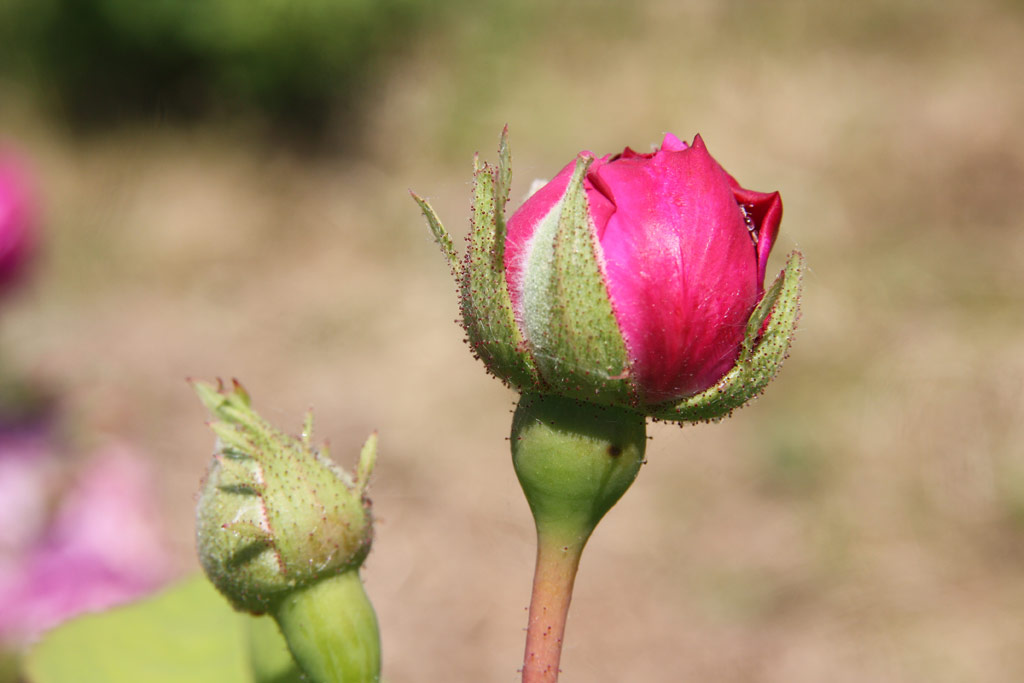 růže Ernst G. Drell