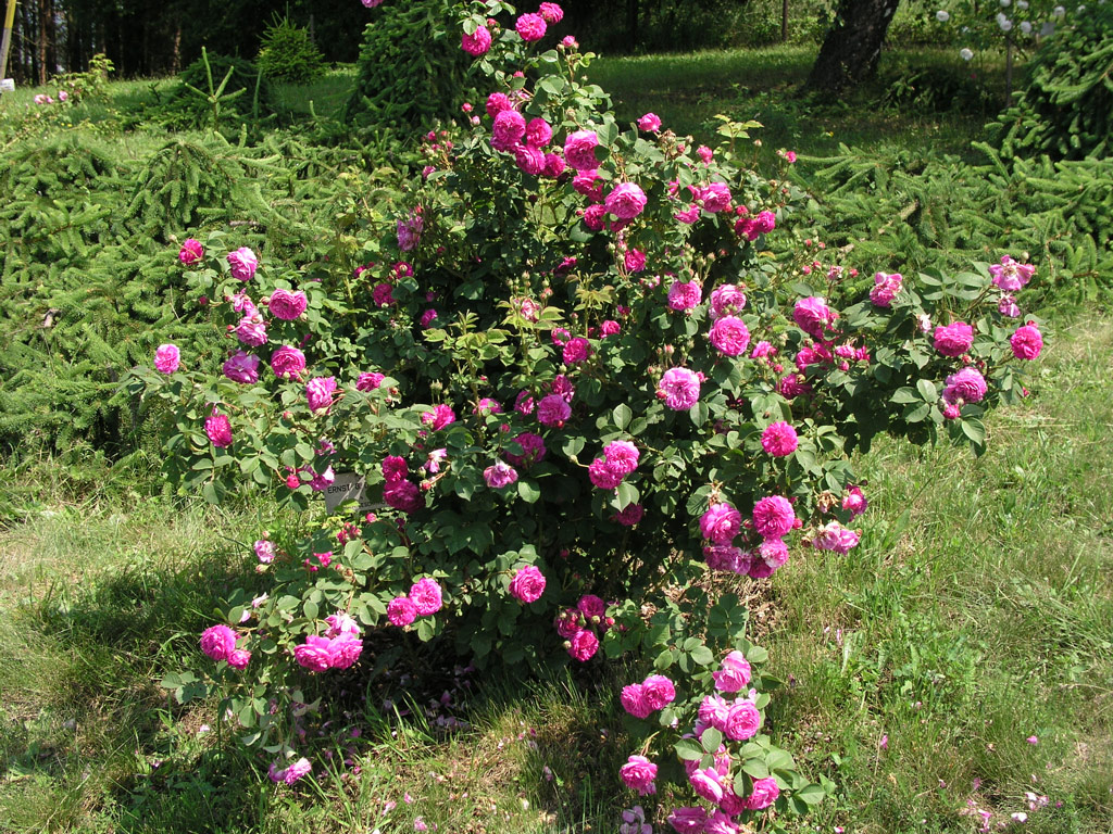 růže Ernst G. Drell