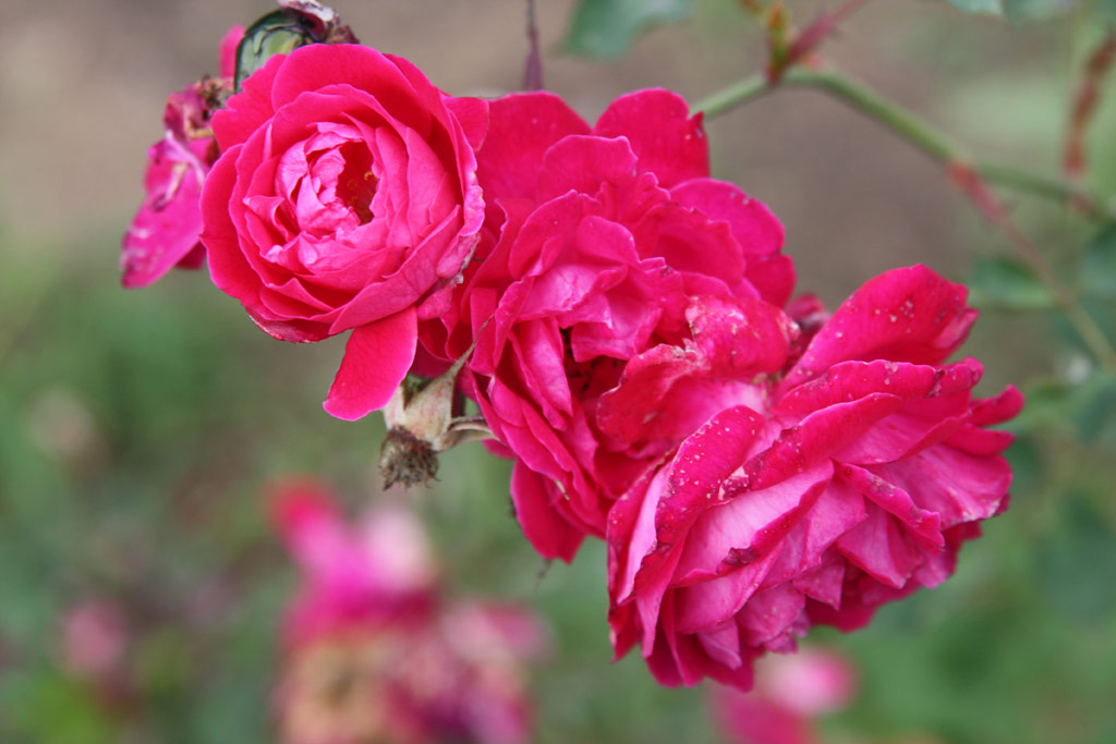 růže Ernst G. Drell