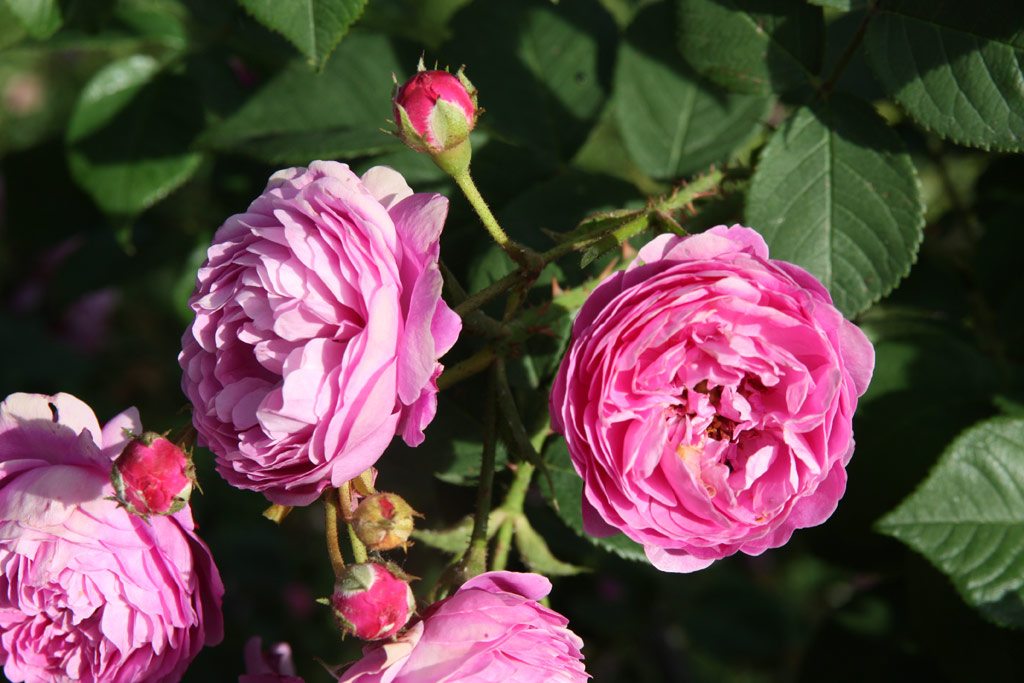 růže Ernst G. Drell