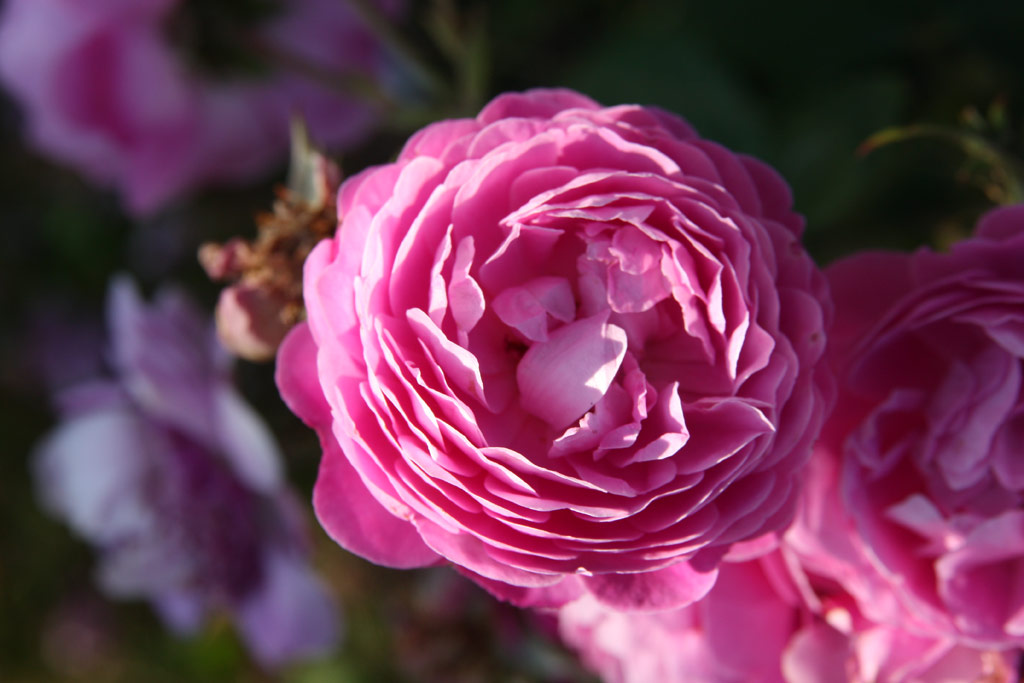 růže Ernst G. Drell