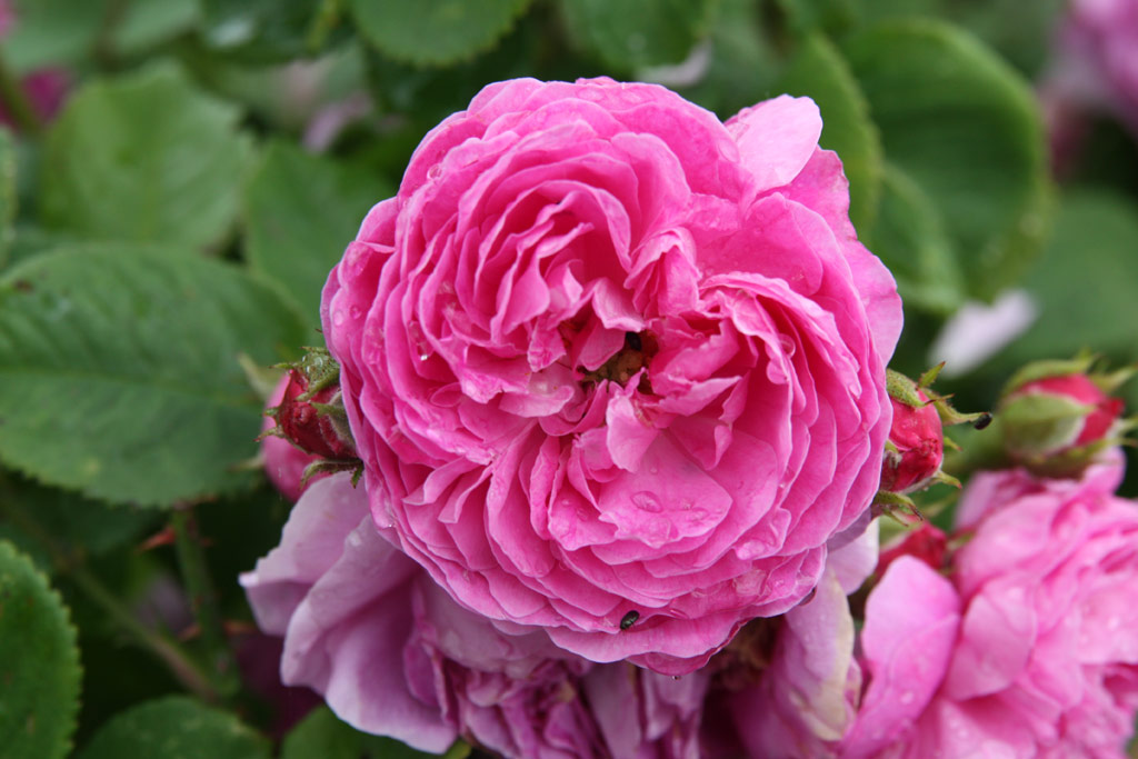 růže Ernst G. Drell