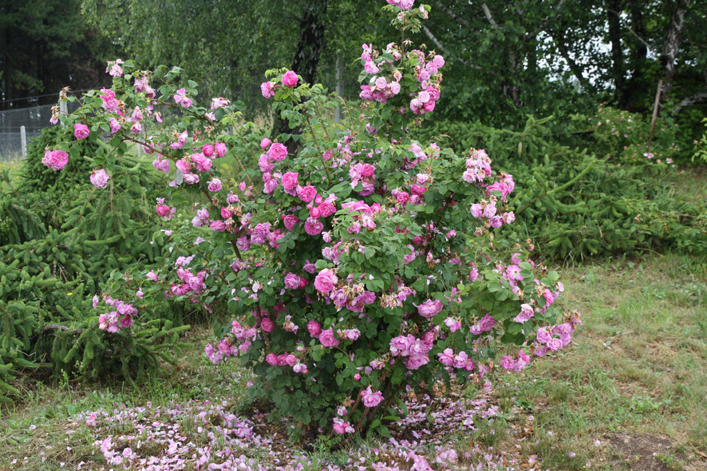 růže Ernst G. Drell