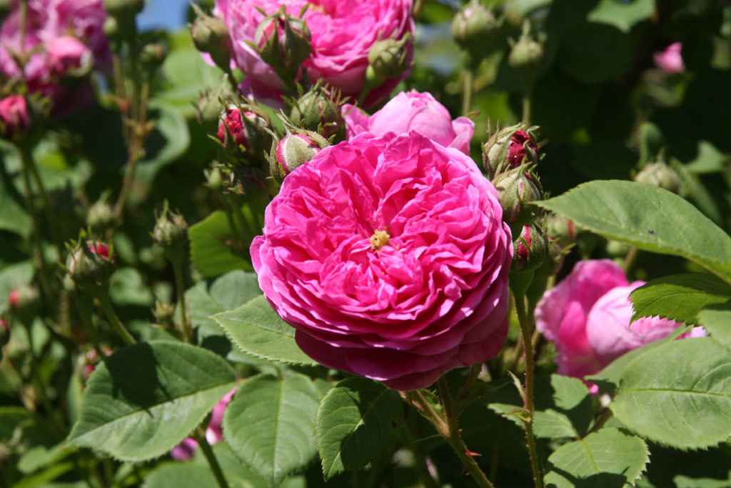 růže Ernst G. Drell