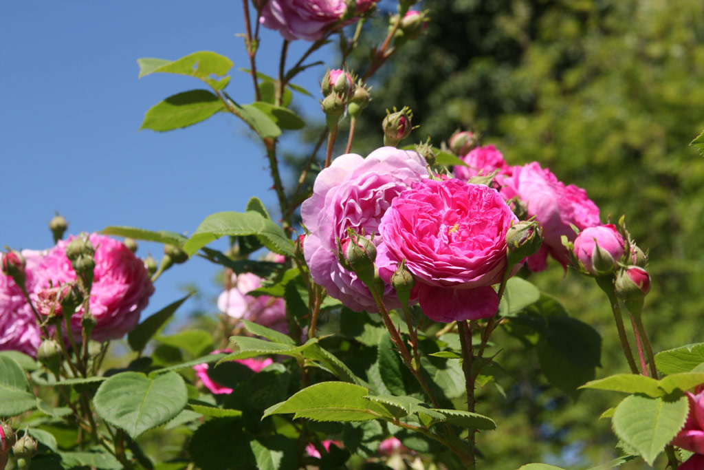 růže Ernst G. Drell