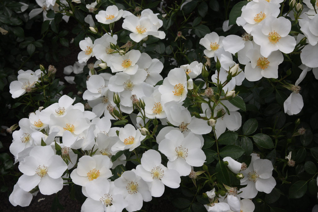 růže Escimo (2001)