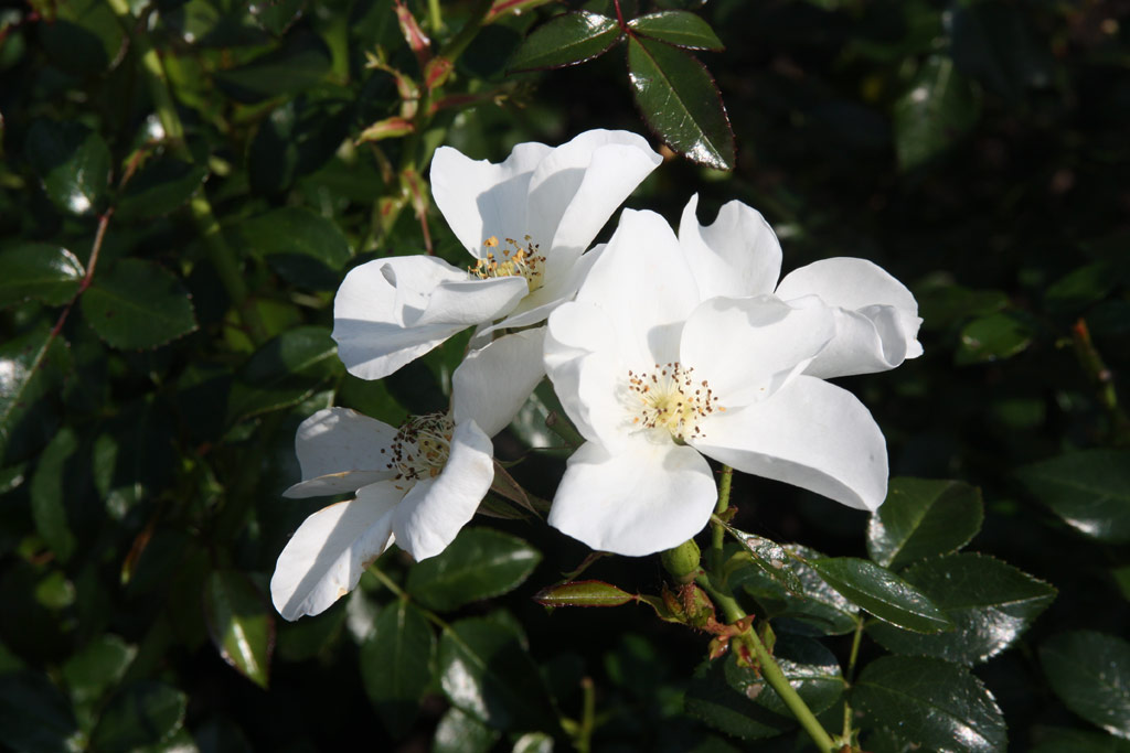 růže Escimo (2001)