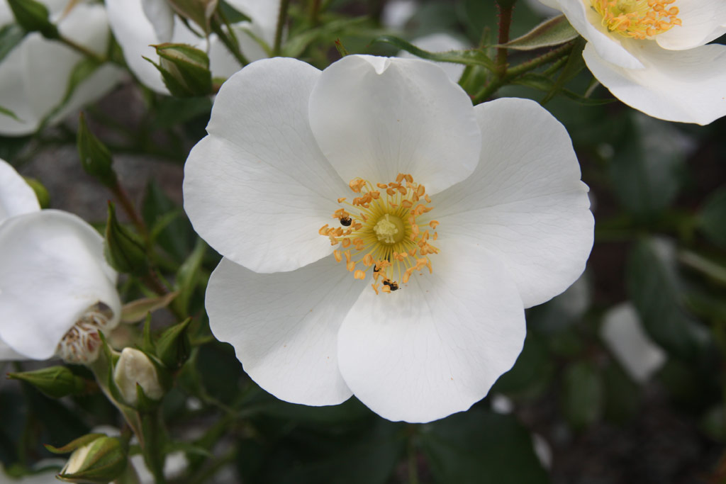 růže Escimo (2001)