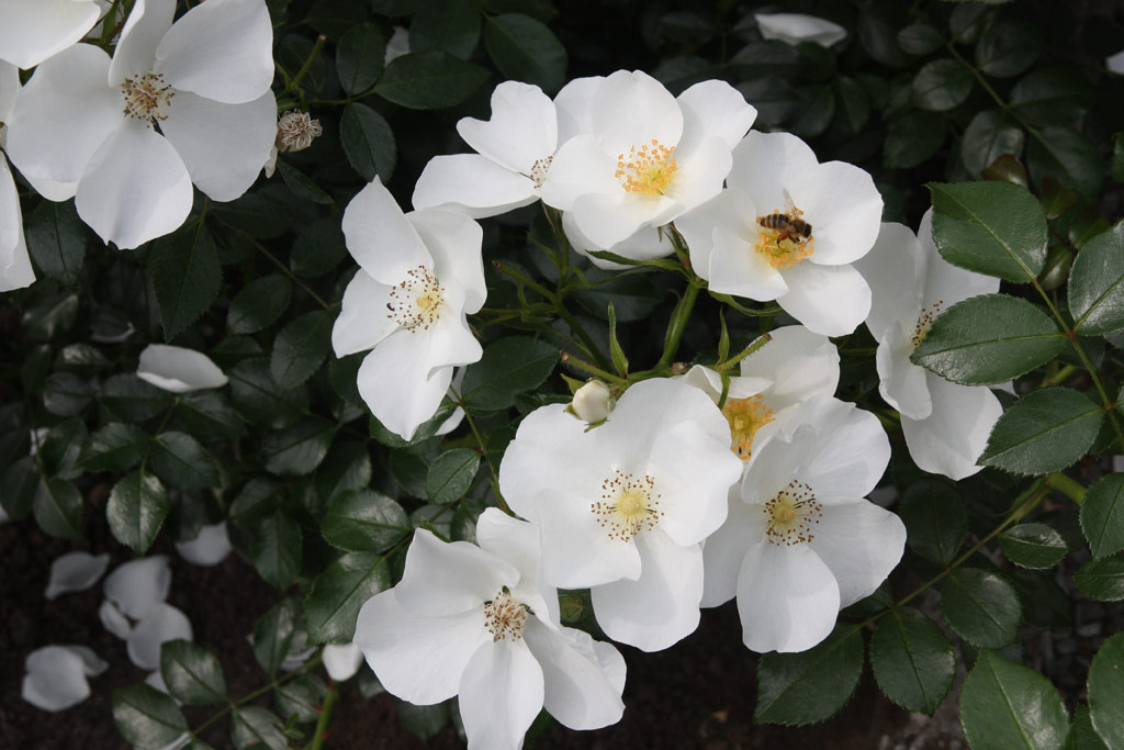 růže Escimo (2001)