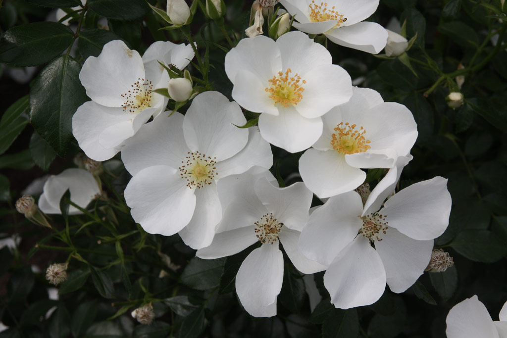 růže Escimo (2001)