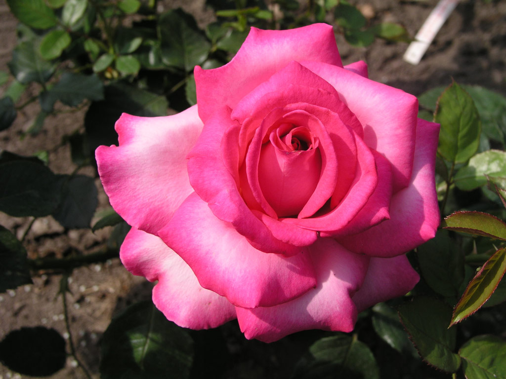 růže Esmeralda (Kordes)