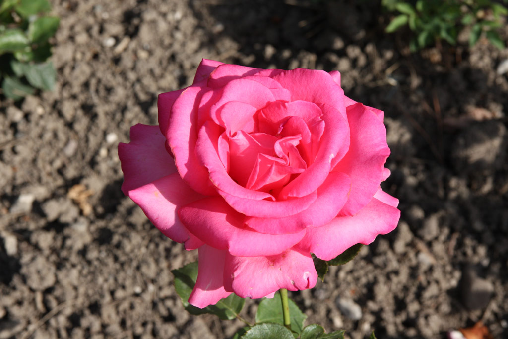 růže Esmeralda (Kordes)