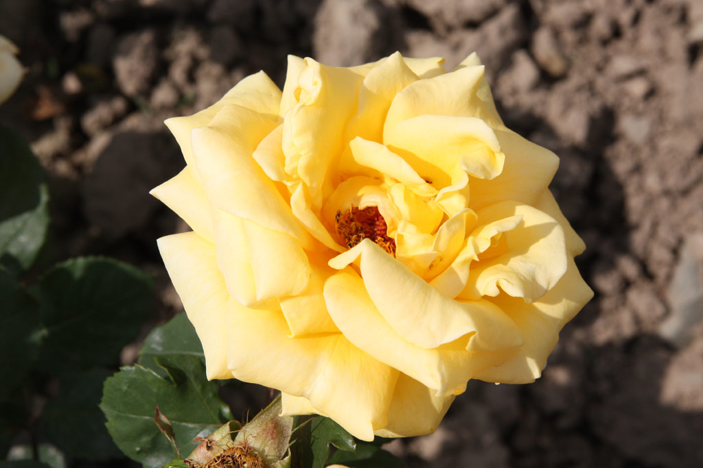 růže Esmeralda (Kunratice)