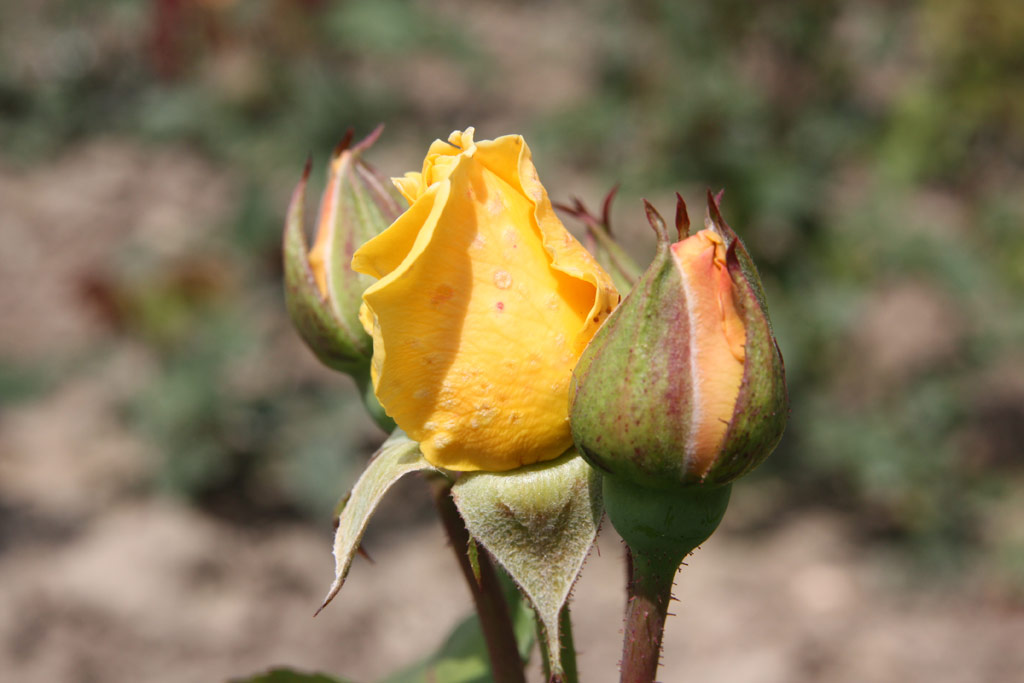 růže Esmeralda (Kunratice)