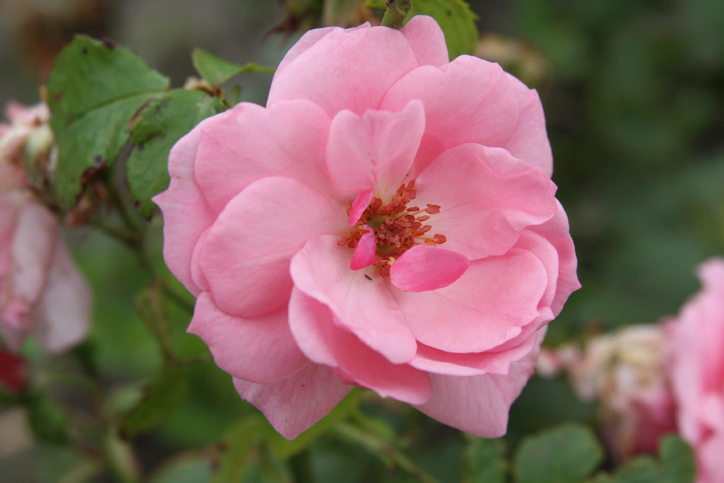 růže Esterhzy Jnos Emlke