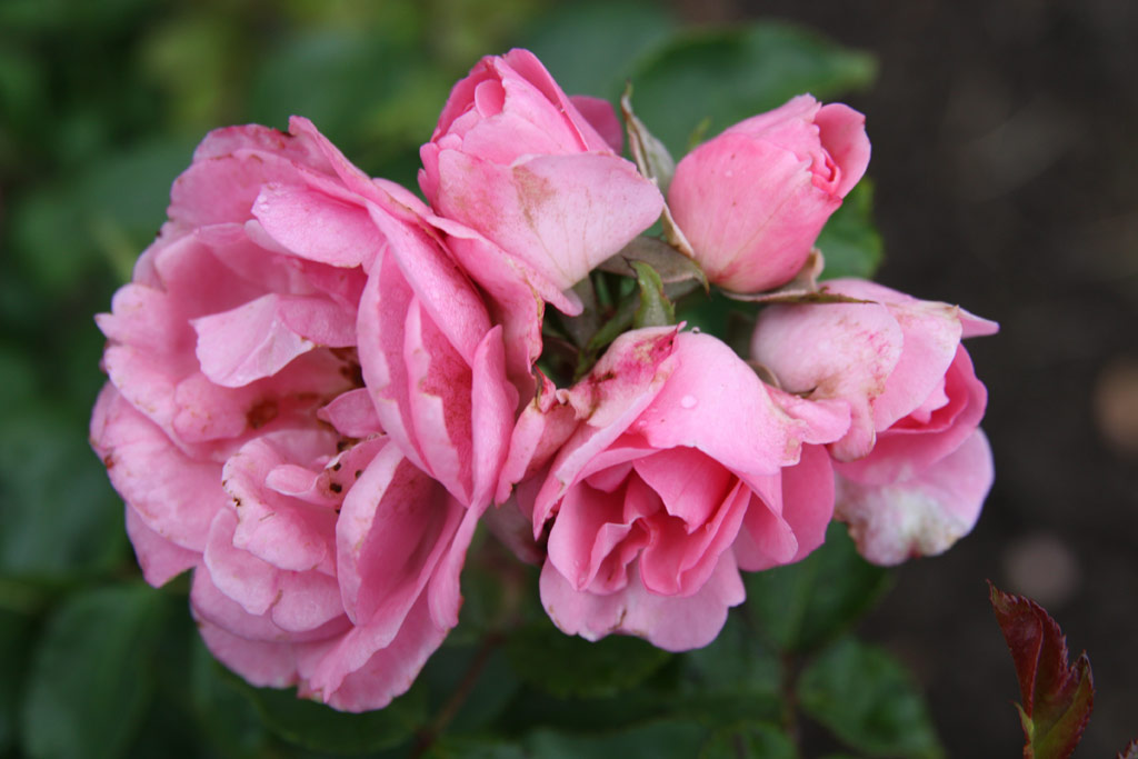 růže Esterhzy Jnos Emlke