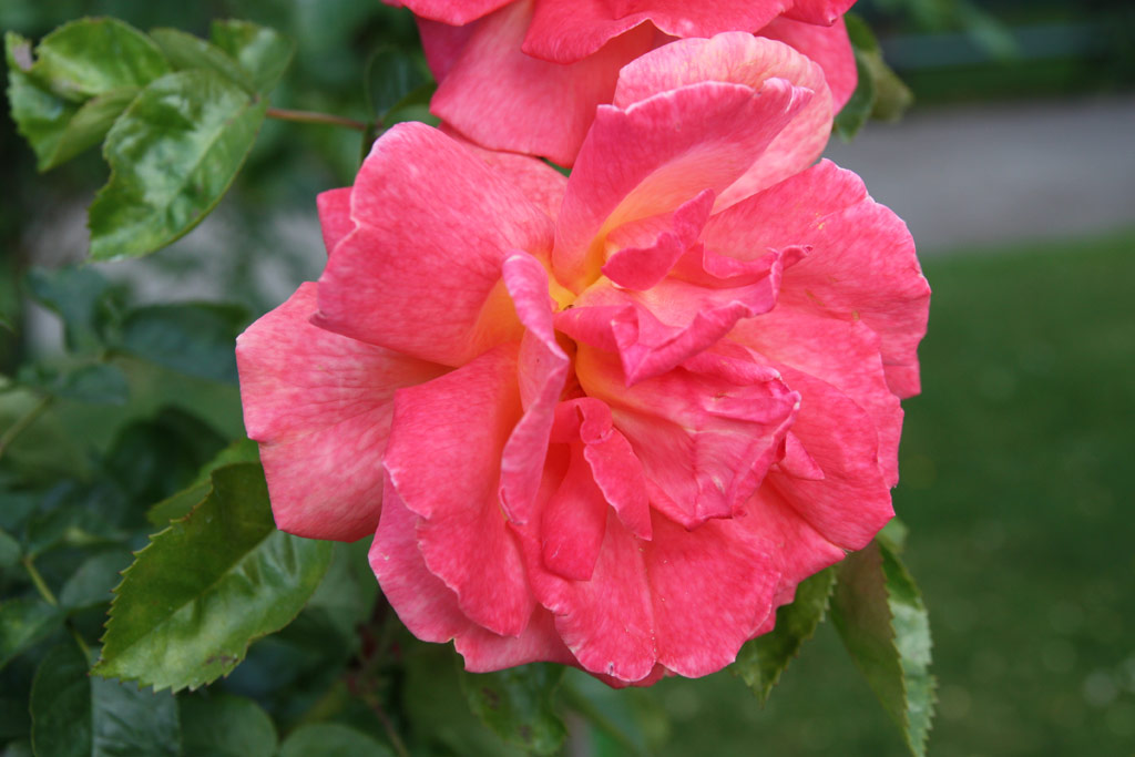 růže Eterna Giovinezza